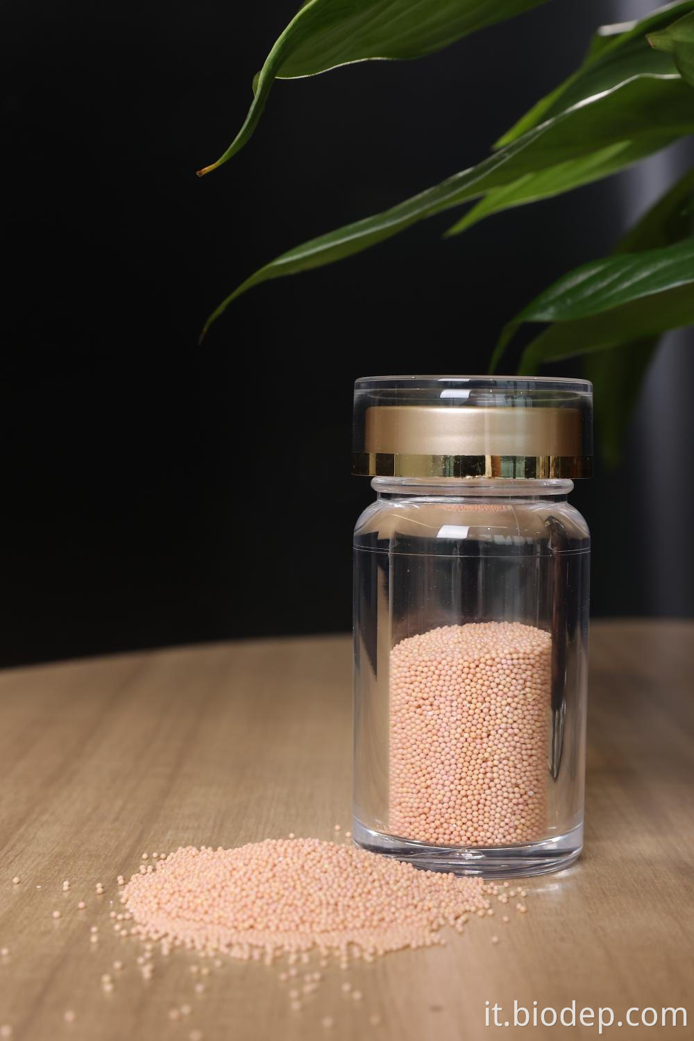 Leuconostoc mesenteroides